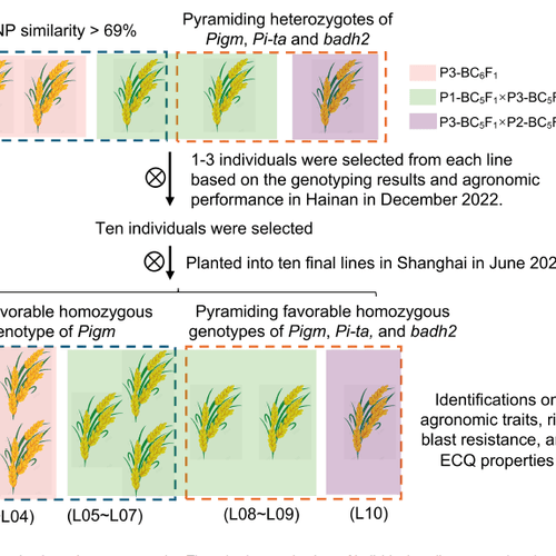 Improving panicle blast resistance and fragrance in a high-quality japonica rice variety through breeding