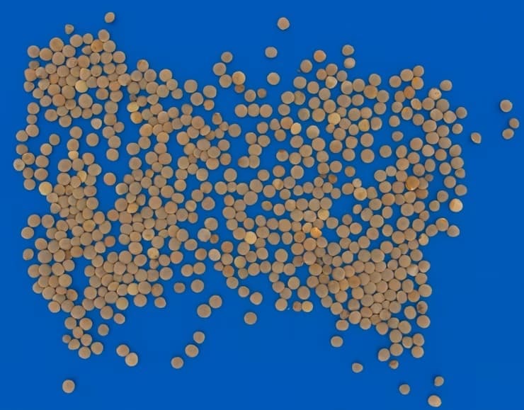 Lentils Analysis and Purity Test Using QM3i Analyzer
