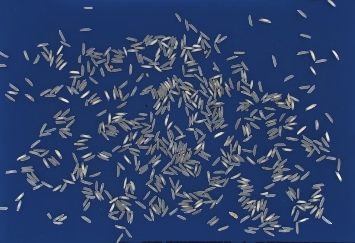 Basmati Rice Classification and Premium Grading