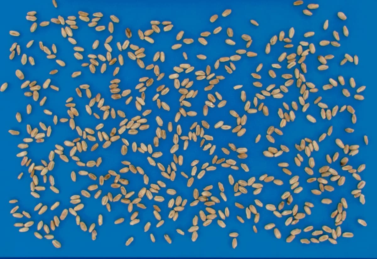 Wheat FDK Detection: Fusarium-Damaged Kernel Analysis